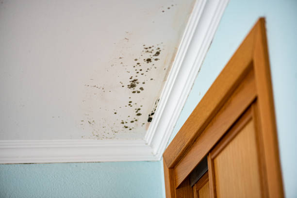 Crawl Space Mold Removal in Appleton City, MO