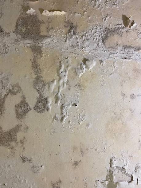 Best Fast Mold Removal  in Appleton City, MO